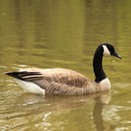 Canada goose, swimming goose, wild bird, free animal stock photo, royalty-free image