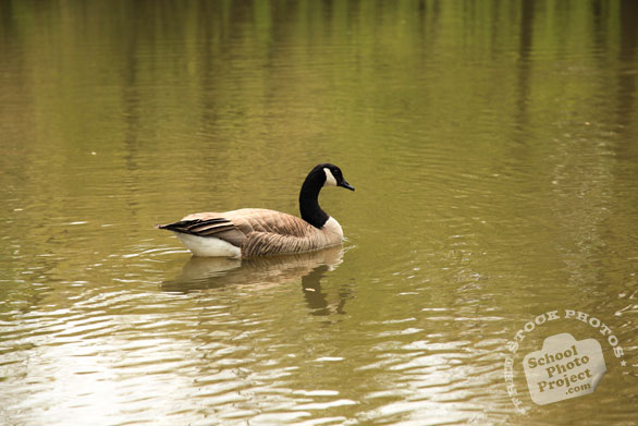 Canada goose, female goose, swimming goose, wild bird, free animal stock photo, royalty-free image