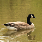 Canada goose, swimming goose, wild bird, free animal stock photo, royalty-free image