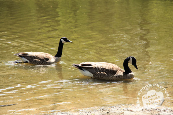 Canada goose, swimming goose, wild bird, free animal stock photo, royalty-free image