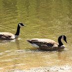Canada goose, swimming goose, wild bird, free animal stock photo, royalty-free image