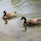 Canada goose, swimming goose, wild bird, free animal stock photo, royalty-free image