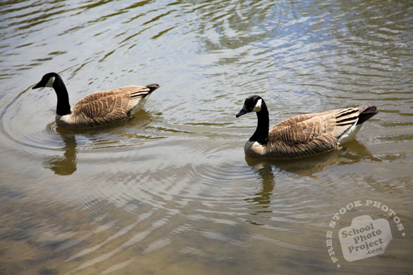 Canada goose, male female geese, swimming goose, wild bird, free animal stock photo, royalty-free image