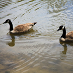 Canada goose, swimming goose, wild bird, free animal stock photo, royalty-free image