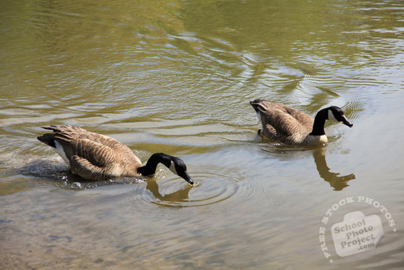 Canada goose, male female geese, swimming goose, wild bird, free animal stock photo, royalty-free image