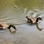 Canada goose, swimming goose, wild bird, free animal stock photo, royalty-free image