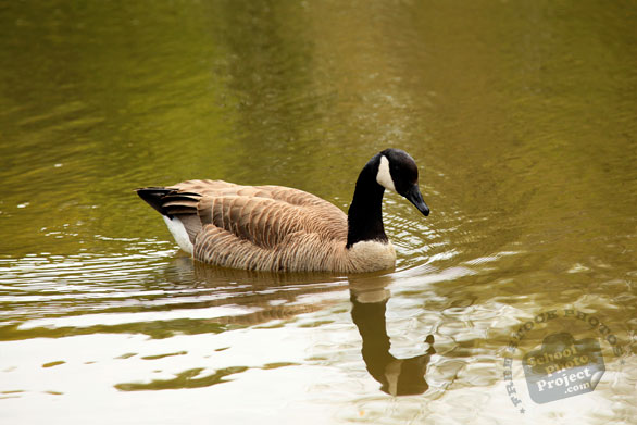 Canada goose, swimming goose, wild bird, free animal stock photo, royalty-free image