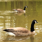 Canada goose, swimming goose, wild bird, free animal stock photo, royalty-free image