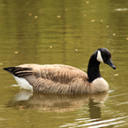 Canada goose, swimming goose, wild bird, free animal stock photo, royalty-free image
