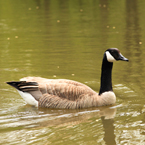 Canada goose, swimming goose, wild bird, free animal stock photo, royalty-free image