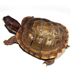 tortoise, turtle, pet turtle, pet, animal, photo, free photo, stock photos, royalty-free image