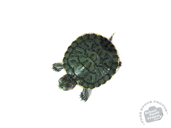 turtle, turtle photo, red-eared slider turtle, pet turtle, pet, animal, photo, free photo, stock photos, royalty-free image