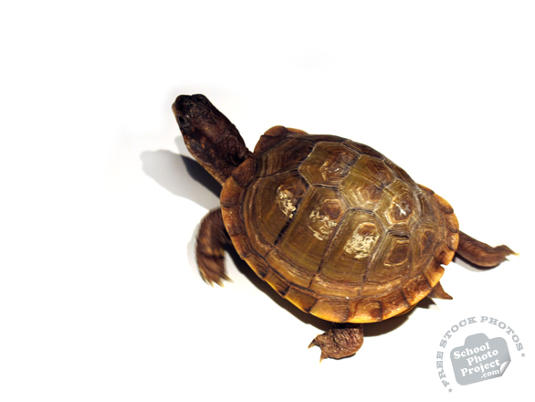 tortoise, turtle, turtle photo, pet turtle, pet, animal, photo, free photo, stock photos, royalty-free image