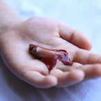 betta fish, dead fish, free animal stock photo, royalty-free image