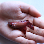 betta fish, dead fish, free animal stock photo, royalty-free image