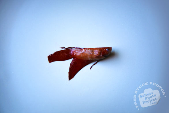 betta fish, pet fish, dead betta, free animal stock photo, royalty-free image