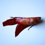 betta fish, dead fish, free animal stock photo, royalty-free image