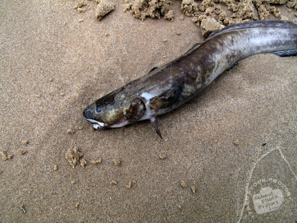eel, dead eel, eel photo, fish, dead fish picture, carcase, animal photo, free photo, stock photos, royalty-free image, free download image, stock images for free, stock photography images
