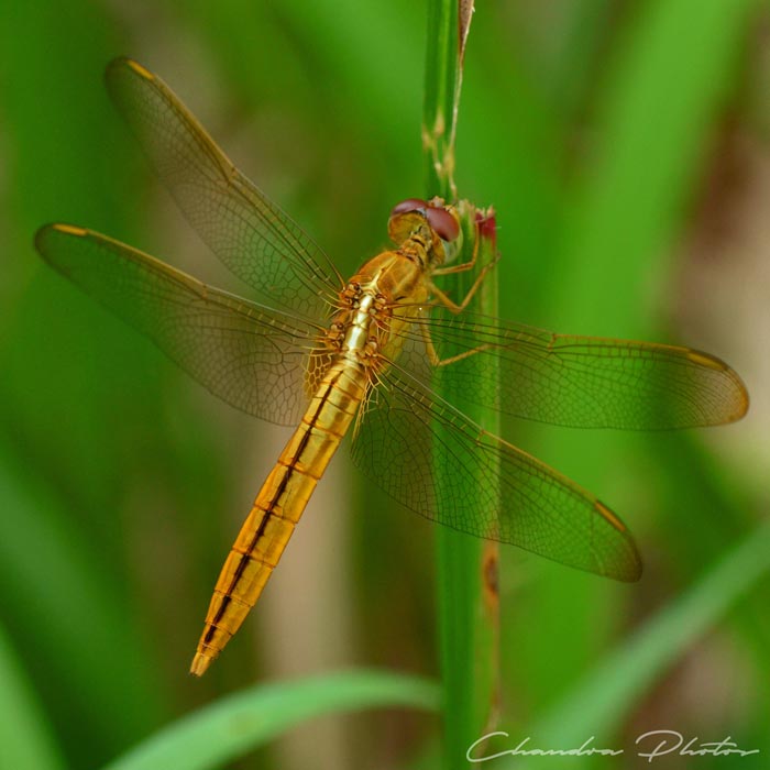 dragonfly, dragonfly rests on grass leaf, insect, macro photography, green leaves, free insect stock photo, royalty-free image, Chandra Photos