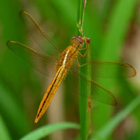 dragonfly, insect, macro photography, free photo, stock photo, free picture, royalty-free image