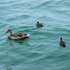 duck, duck family, ducklings, mother duck, wild ducks photo, bird picture, animal photo, free photo, stock photos, royalty-free image, free download image, stock images for free, stock photography images