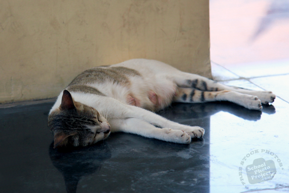 cat, feline, felis, domestic cat, feral cat, stray cat, sleeping cat, mammal, cat photo, cat picture, cat images, animal photo, free photo, stock photos, royalty-free image, free download image, stock images for free, stock photography images