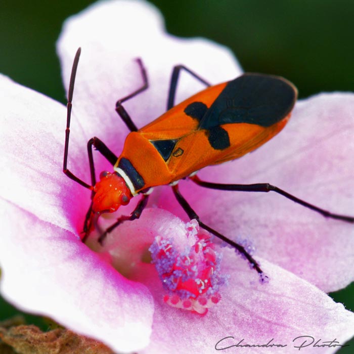 firebug, fire bug, firebug sucking flower nectar, insect, macro photography, green leaves, free insect stock photo, royalty-free image, Chandra Photos