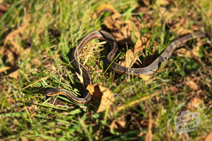 snake, Eastern Ribbon snake, non venomous snake, garden snake, wild snake, free animal stock photo, royalty-free image