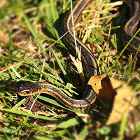 garden snake, snake, wild snake, free animal stock photo, royalty-free image