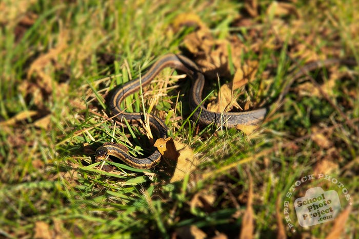 snake, Eastern Ribbon snake, non venomous snake, garden snake, wild snake, free animal stock photo, royalty-free image