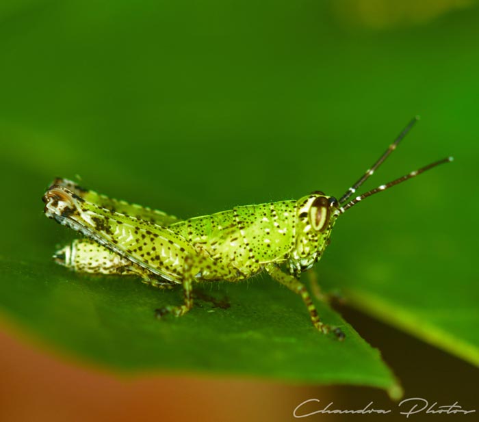 grasshopper, grasshopper rests on leaf, insect, macro photography, green leaves, free insect stock photo, royalty-free image, Chandra Photos