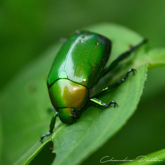 beetle, green june beetle, green june beetle rests on leaf, insect, macro photography, green leaves, free insect stock photo, royalty-free image, Chandra Photos
