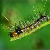 hairy caterpillar, insect, macro photography, free photo, stock photo, free picture, royalty-free image