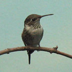 hummingbird, bird, animal, wild animal, photo, free photo, stock photos, royalty-free image