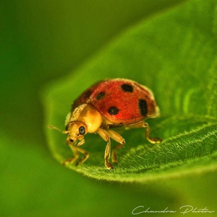ladybug, ladybird, ladybug rests on leaf, insect, macro photography, green leaves, free insect stock photo, royalty-free image, Chandra Photos