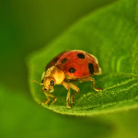 ladybug, insect, macro photography, free photo, stock photo, free picture, royalty-free image