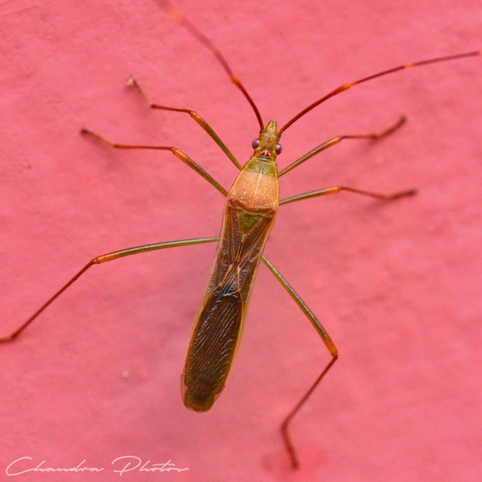 leptocorisa, leptocorisa acuta, rice earhead bug, pest insect, macro photography, free insect stock photo, royalty-free image, Chandra Photos