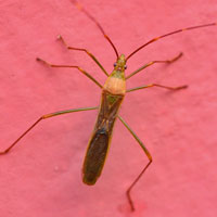 leptocorisa, insect, macro photography, free photo, stock photo, free picture, royalty-free image
