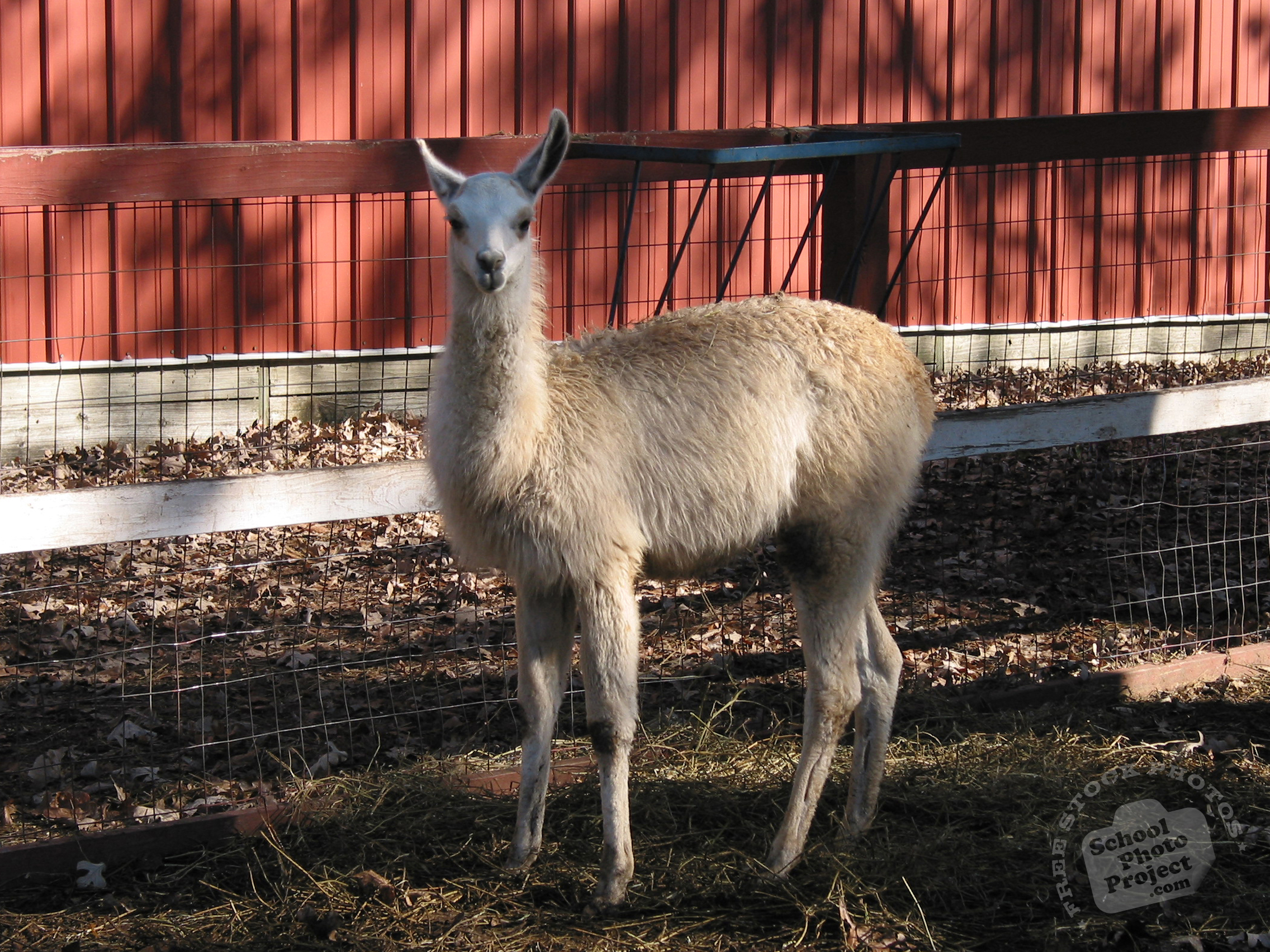 Llama, FREE Stock Photo, Image, Picture: Llama Mammal, Royalty-Free ...