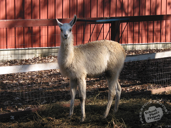 llama, llama photo, animal, photo, free photo, stock photos, royalty-free image