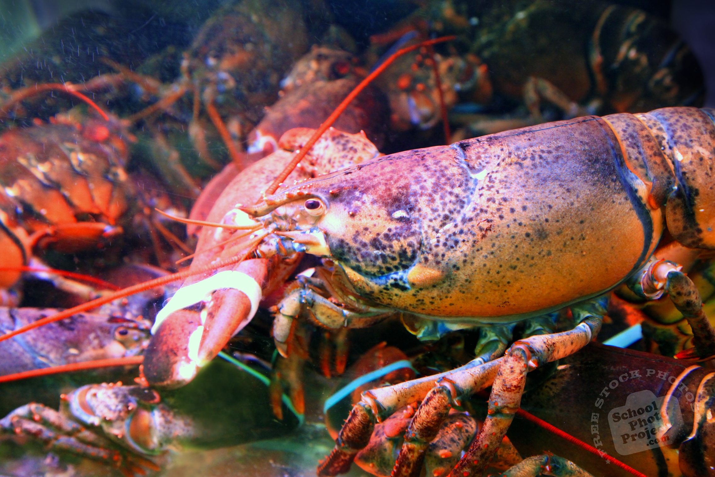 Lobsters, FREE Stock Photo, Image, Picture: Lobster Tank, Royalty-Free ...
