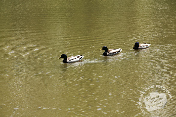 mallard ducks, duck family, wild ducks photo, bird picture, free animal stock photo, royalty-free image