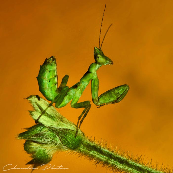 mantis, praying mantis, insect, macro photography, green leaves, free insect stock photo, royalty-free image, Chandra Photos