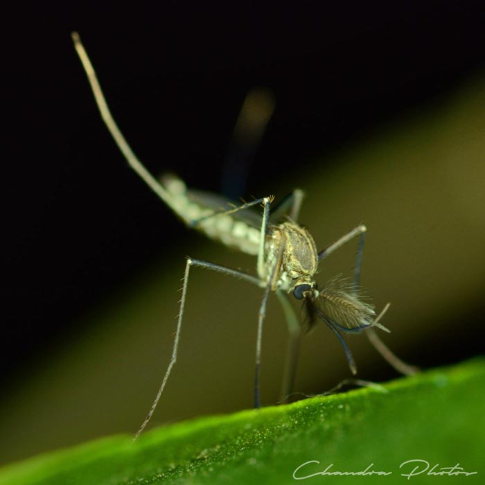 mosquito, tropical mosquito, pest insect, macro photography, green leaves, free insect stock photo, royalty-free image, Chandra Photos