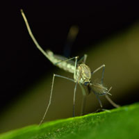 mosquito, insect, macro photography, free photo, stock photo, free picture, royalty-free image