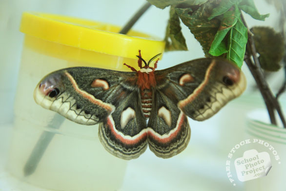 cecropia moth, insect hatches, free animal stock photo, royalty-free image