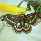 cecropia moth, insect hatches, free animal stock photo, royalty-free image