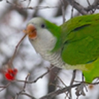 monk parakeet, parakeet, parakeet photo, green parakeet, bird, bird photo, green parakeet, wild bird, photo, free photo, stock photos, royalty-free image