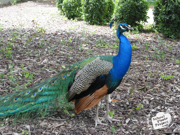 peacock, peafowl, male peacock, bird, animal, wild animal, photo, free photo, stock photos, royalty-free image