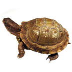 tortoise, turtle, pet turtle, pet, animal, photo, free photo, stock photos, royalty-free image